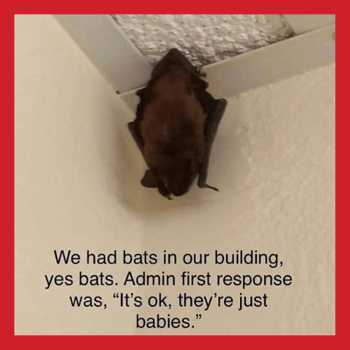Teacher secret with image of a bat and text, "We had bats in our building, yes bats. Admin first response was, it's ok, they're just babies."