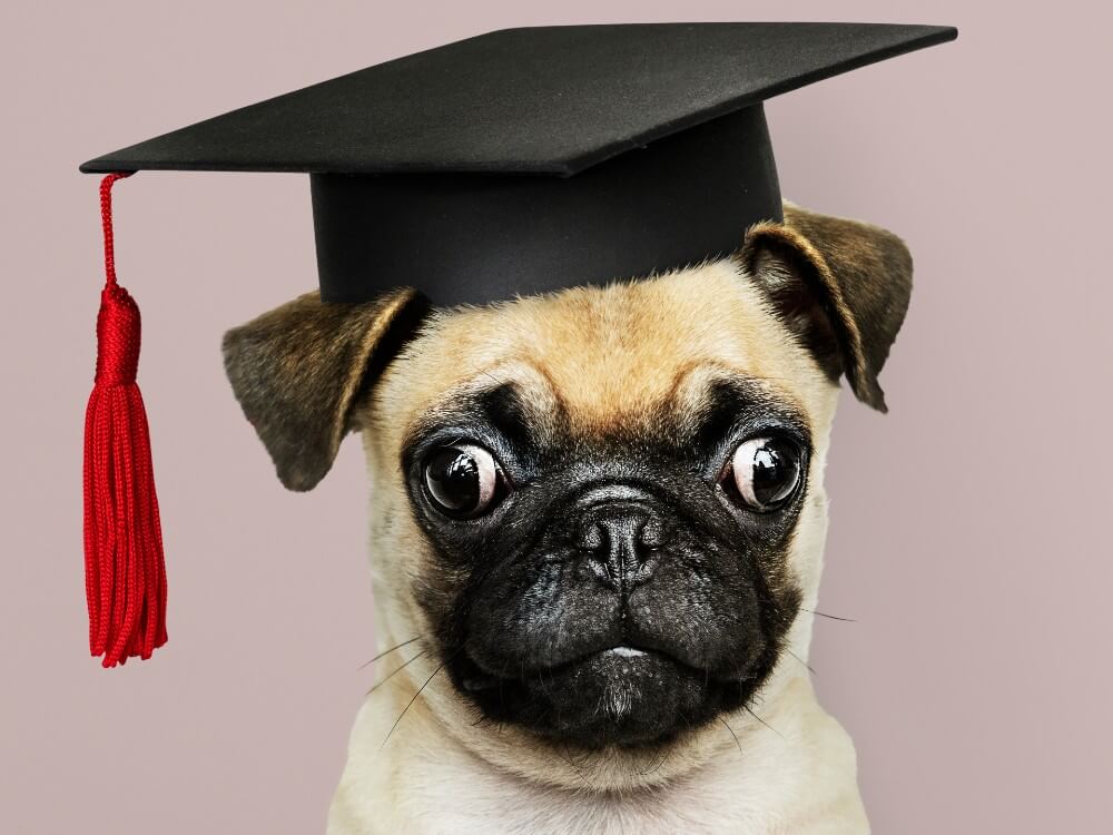 Pug wearing a graduation cap.