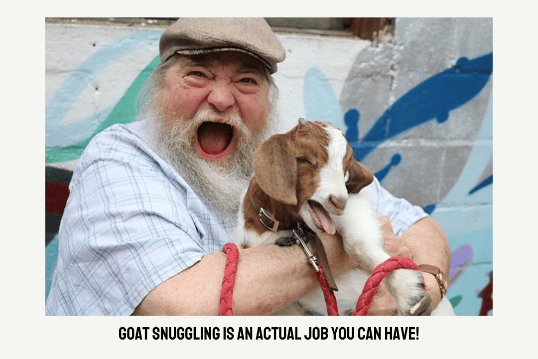 goat snuggling job