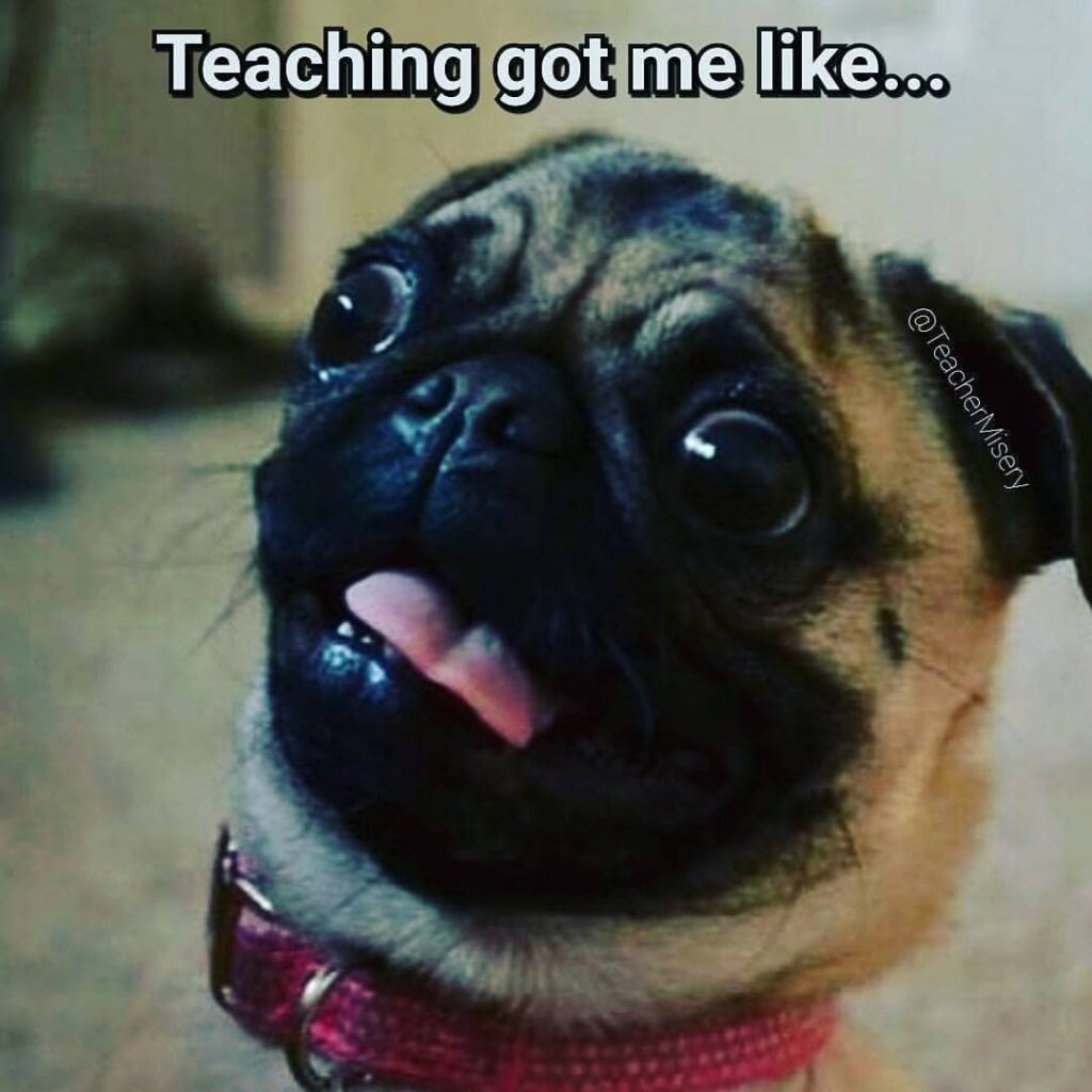 A photo of a pug dog with text overlay: teaching got me like...