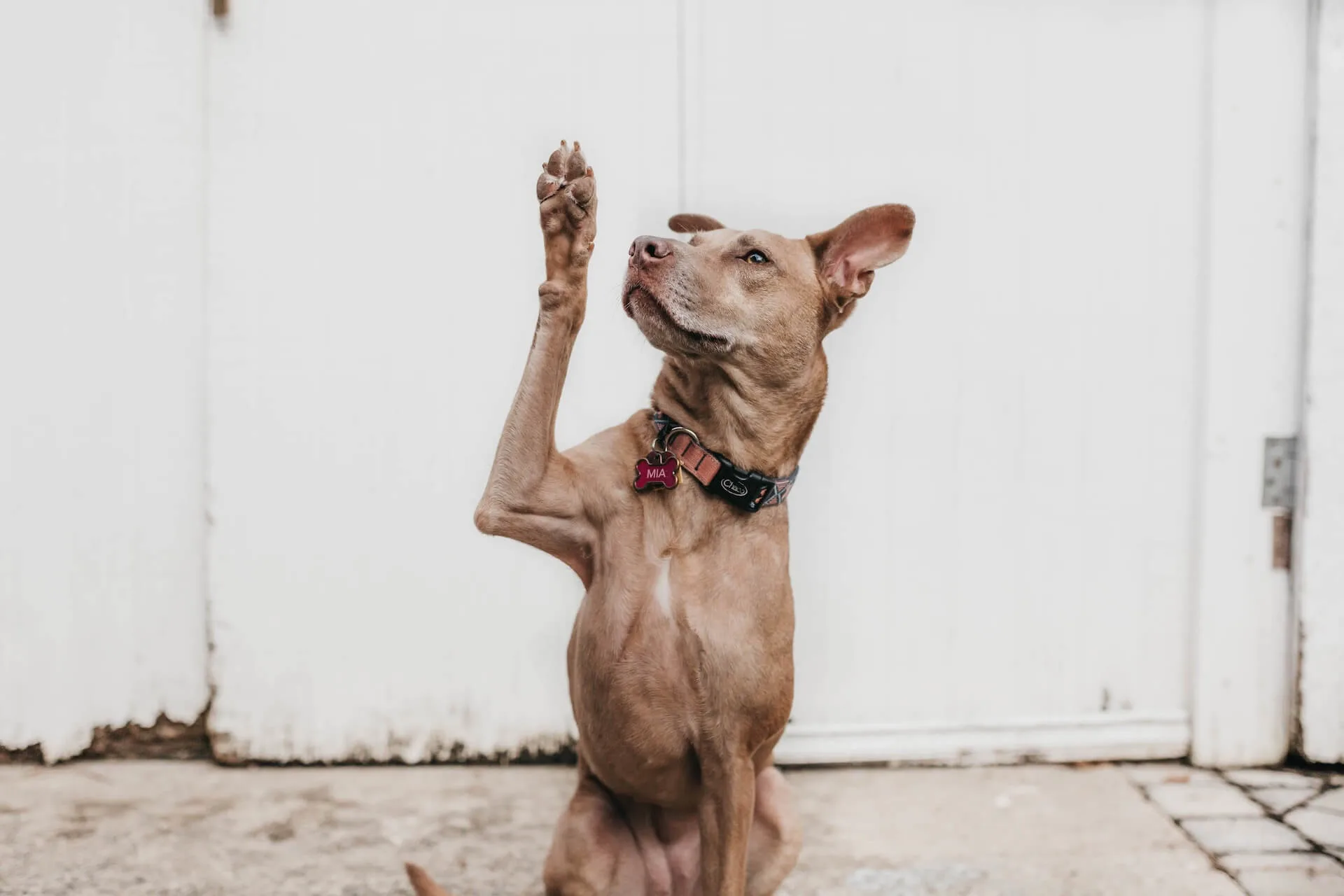 A dog with its hand raised representing the funny things kids say to teachers in class.
