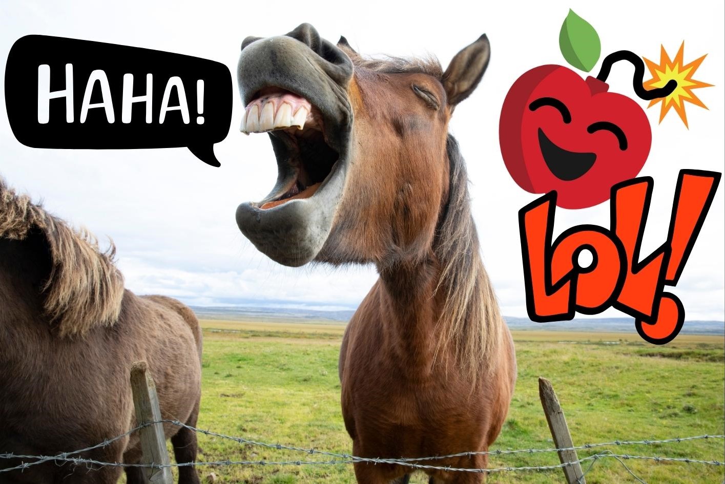 A horse laughing at all the funny exam answers from students with superimposed Teacher Misery branding.
