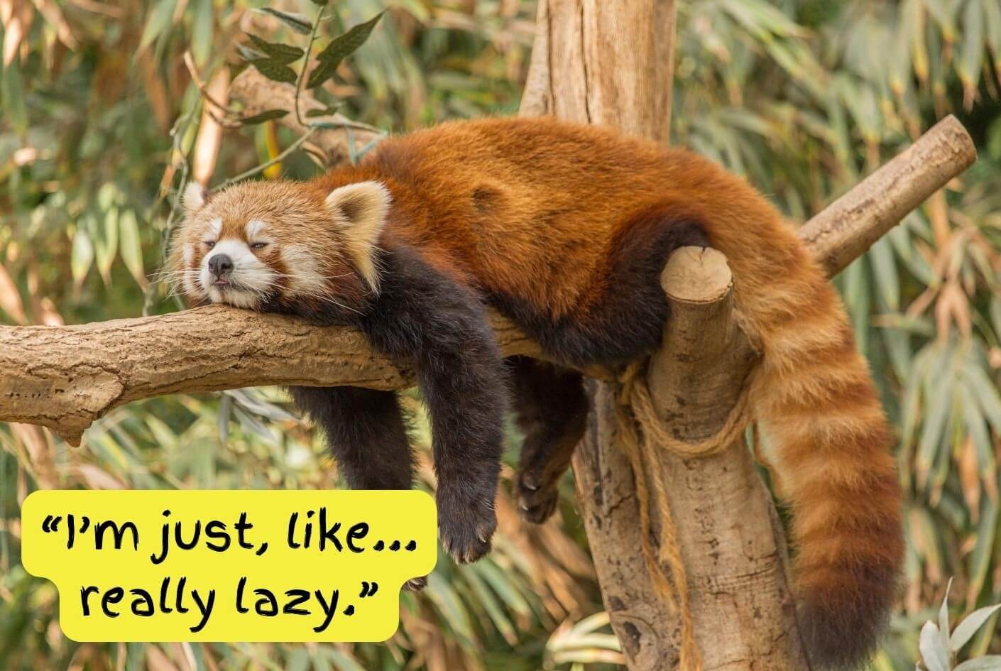 A lazy red panda sleeping in a tree because he's been given too much homework.
