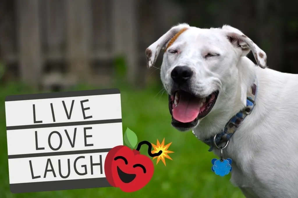 A very happy dog laughing at all the funny student stories with a sign that reads "Live, Love, Laugh".