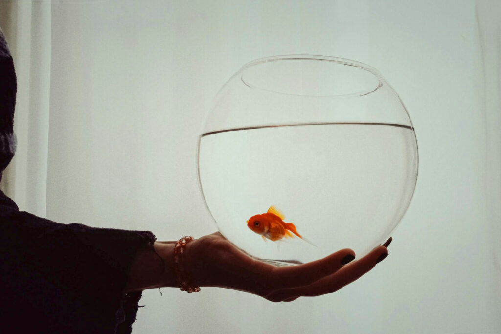 A goldfish in a bowl respresenting the current atttention span of students.